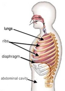 sports-training-diaphragm-breathing1 copy